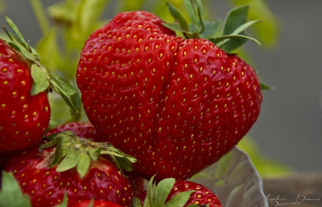 Картинка еда клубника +земляника макро ягоды