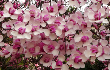 Картинка цветы цветущие+деревья+ +кустарники цветение куст