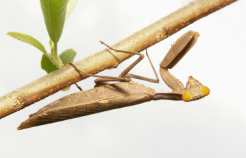 Картинка животные богомолы богомол