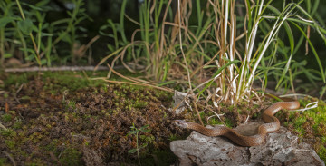 Картинка животные змеи +питоны +кобры ядовитая окрас змея