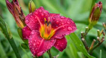 Картинка цветы лилии +лилейники petals bloom lily лепестки цветение