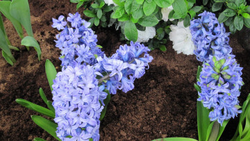 Картинка цветы гиацинты синий