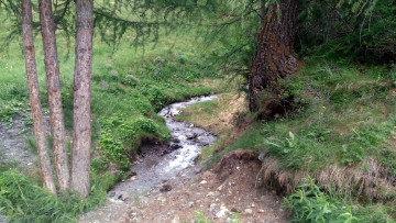 Картинка природа лес ручеек деревья