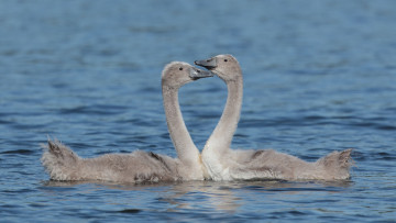 Картинка животные лебеди красота вода пара