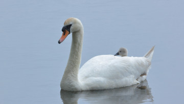 Картинка животные лебеди птица перья окрас лебедь