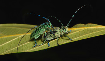 Картинка животные насекомые жуки