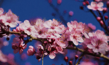 Картинка разное компьютерный+дизайн листья цветки ветка цветущая веточка