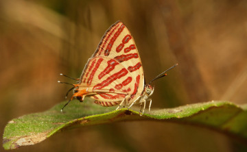 Картинка животные бабочки +мотыльки +моли бабочка