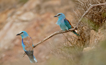 Картинка животные птицы перья окрас забавная птица