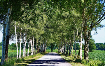 Картинка природа дороги дорога аллея проселочная березовая