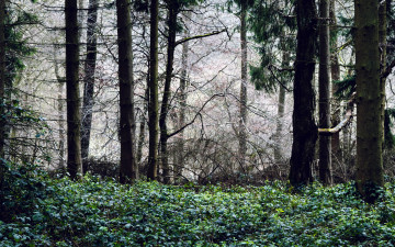 Картинка природа лес сосны зелень