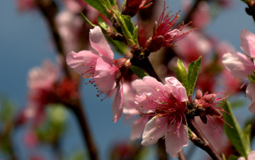 Картинка цветы цветущие+деревья+ +кустарники листья ветка цветущая веточка цветки