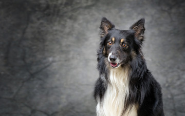 Картинка животные собаки шерсть животное порода окрас собака