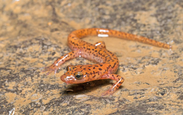 Картинка животные Ящерицы +игуаны +вараны окрас ящерица