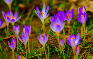 Картинка цветы крокусы цвет цветение