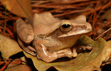 Картинка животные лягушки лягушка