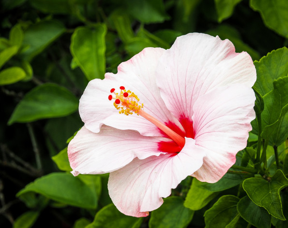 Обои картинки фото цветы, гибискусы, листики, гибискус, тычинки, цветение, ярко, лепестки