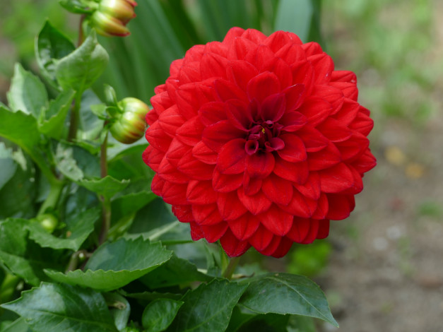 Обои картинки фото цветы, георгины, цветение, георгин, лепестки, бутоны