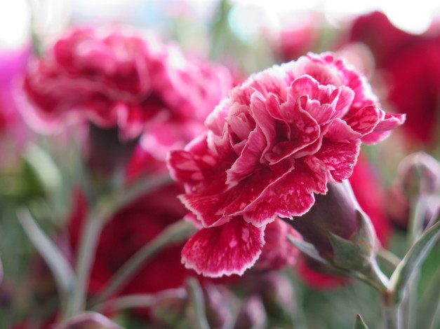 Обои картинки фото цветы, гвоздики, цветение, цветок, стебель, листья, гвоздика