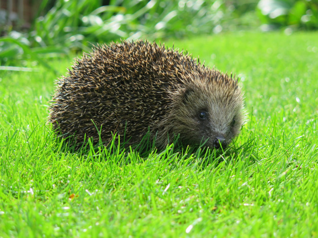 Обои картинки фото животные, ежи, забавный, нос, колючки, ежик