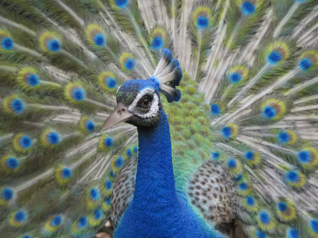 Обои картинки фото животные, павлины, птица, хвост, окрас, перья, павлин