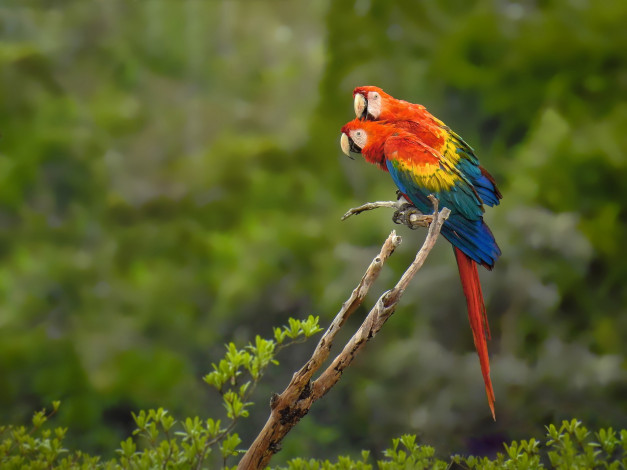 Обои картинки фото животные, попугаи, красный, ара, парочка, птицы