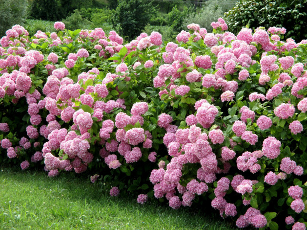 Обои картинки фото цветы, гортензия, цветение, куст