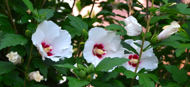 Обои картинки фото цветы, мальвы, лепестки, листики, гибискус, ярко, цветение, тычинки