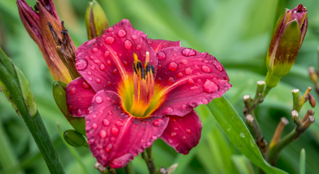 Обои картинки фото цветы, лилии,  лилейники, petals, bloom, lily, лепестки, цветение