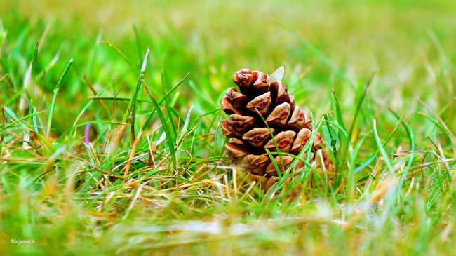 Обои картинки фото природа, шишки,  жёлуди,  каштаны, трава, шишка