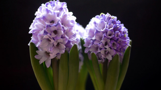 Обои картинки фото цветы, гиацинты, сиреневый