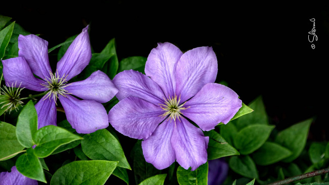 Обои картинки фото цветы, клематис , ломонос, листья, цветение, куст