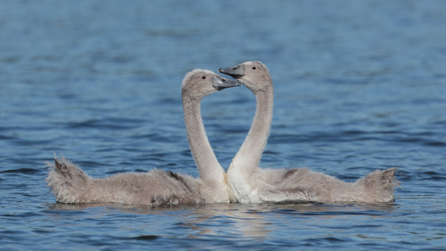 Обои картинки фото животные, лебеди, красота, вода, пара