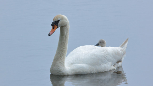 Обои картинки фото животные, лебеди, птица, перья, окрас, лебедь