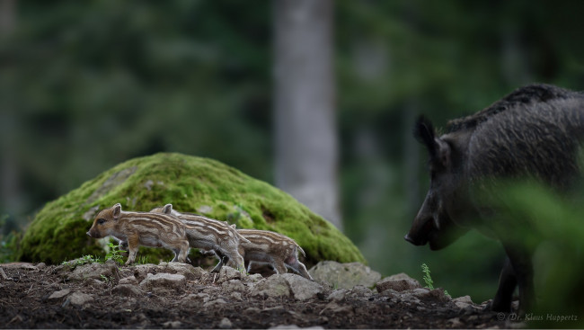 Обои картинки фото животные, свиньи,  кабаны, окрас, хрюша, милое, животное