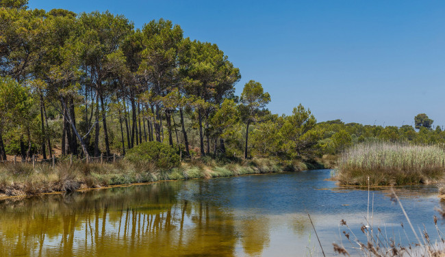 Обои картинки фото природа, реки, озера, лес, река