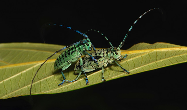 Обои картинки фото животные, насекомые, жуки