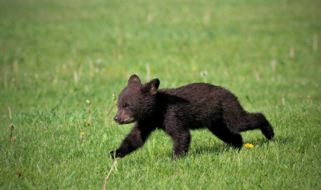 Обои картинки фото животные, медведи, животное, большой, шерсть, мишка, медведь