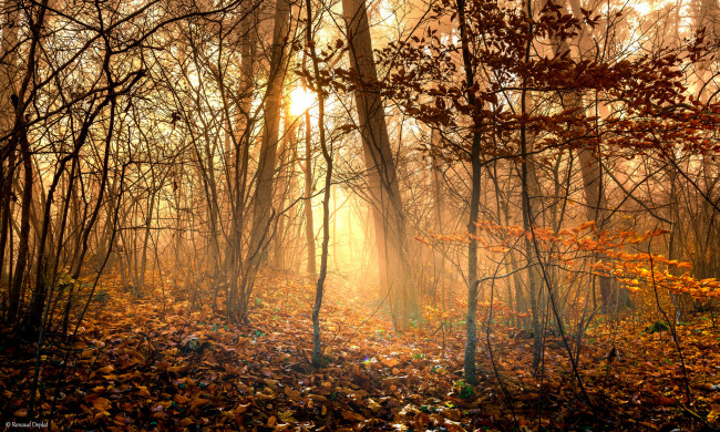 Обои картинки фото природа, лес, деревья