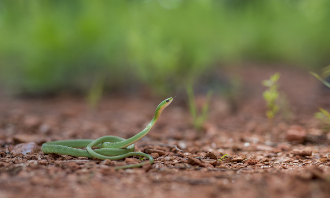 Обои картинки фото животные, змеи,  питоны,  кобры, фон, макро, опасна, окрас, змея