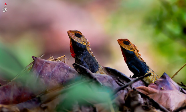 Обои картинки фото животные, Ящерицы,  игуаны,  вараны, окрас, камень, ящерица