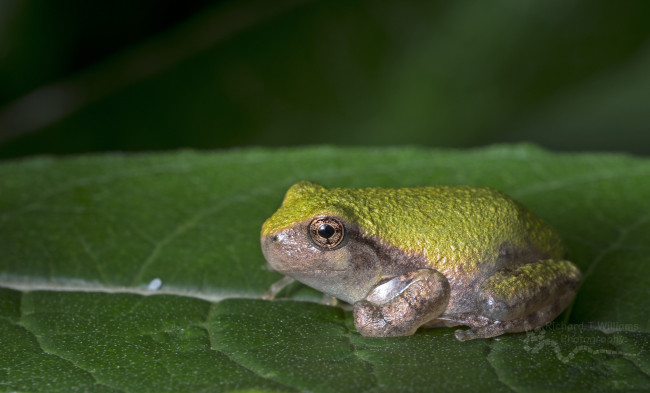 Обои картинки фото животные, лягушки, flower, frog, цветок, лягушка