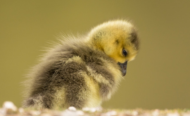Обои картинки фото животные, утки, птенец