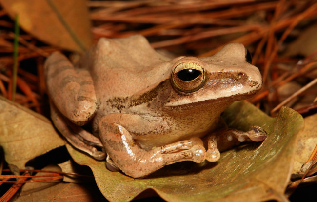 Обои картинки фото животные, лягушки, лягушка