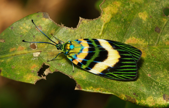 Обои картинки фото животные, бабочки,  мотыльки,  моли, макро