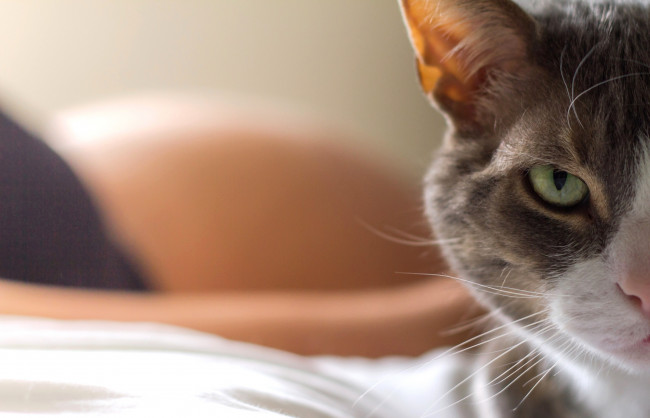 Обои картинки фото животные, коты, фон, взгляд, кошка