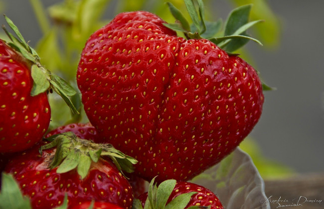 Обои картинки фото еда, клубника,  земляника, макро, ягоды
