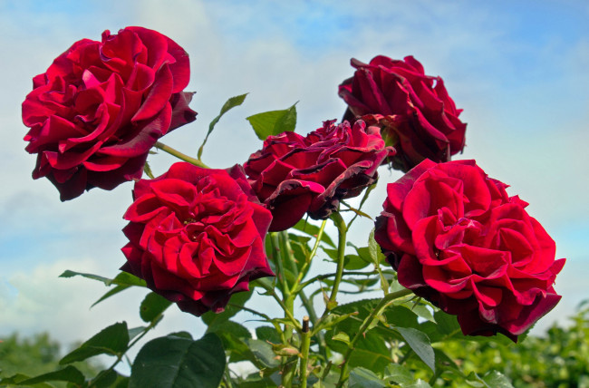 Обои картинки фото цветы, розы, красный