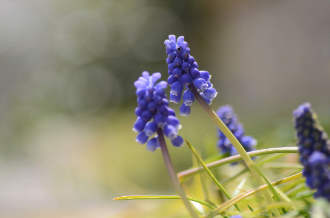 Обои картинки фото цветы, гиацинты, макро