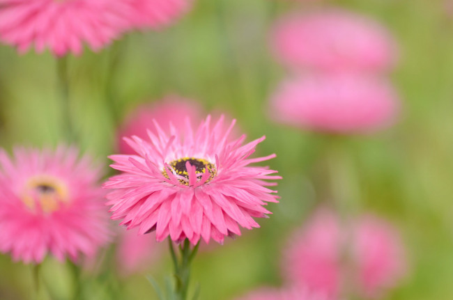 Обои картинки фото цветы, гвоздики, розовые